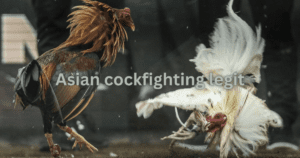asian cockfighting legit